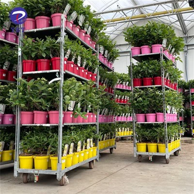 Blomsterplante planteskolevogn